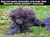 Wecker nicht geh�rt