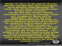 Stolze 10 Jahre ist der gleiche Gockel der Herr auf dem Hof