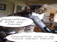 Katze ruft nach Unterst�tzung in der K�che