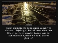 Schlittenhunde-Training mit Jack-Russel