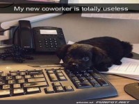 Erster Tag im B�ro: Null Produktivit�t, viel Flausch