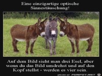 Optische Sinnest�uschung