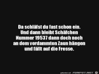 Immer diese Sch�fchen
