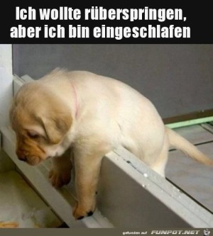 M�der-Welpe.jpg auf www.funpot.net