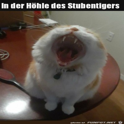 Großer-Rachen.jpg von Pina