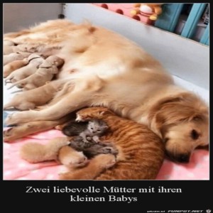 herz-Bild: Liebe Tiermütter