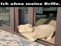 Witziges Katzenfoto: Ich ohne Brille