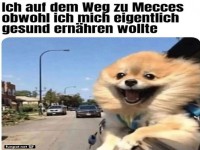 Hund genie�t die Fahrt zu McDonald's