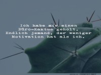 Humorvoller Bro-Kaktus Spruch