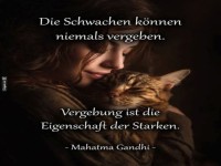 Katzens Weisheit: Vergeben und Schmusen