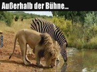 Wenn Lwe und Zebra Pause machen