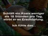 Der Koala-Schlaf-Olymp