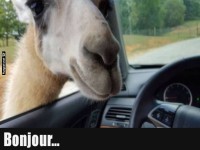 Lama-Taxifahrer gr��t mit Charme!