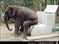 Elefant