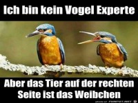 Bin kein Experte