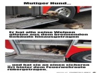 mutiger Hund,...