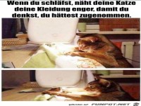 Die Katze n�ht nachts die Klamotten enger