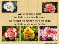 Wer Rosen liebt