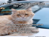 F�nf intelligente Ausdr�cke f�r 'dumm'