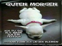 Mops-Morgenritual: Flach auf dem Boden!
