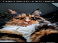 Katzen-Selfie-Profi am Start!