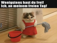 Katzenkr�fte im Einsatz!