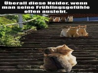 Katzennachbarn mit Fr�hlingsgef�hlen!