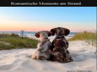 Wenn Hunde den Sonnenuntergang genießen