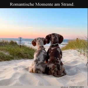 Wenn-Hunde-den-Sonnenuntergang-genie�en.jpg von Liebeswolke