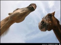 na sicher hab i mir Hals gewaschen 