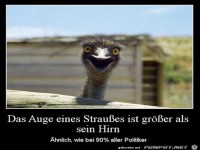 das Auge eines Strausses......