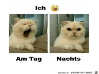 M�de am Tag und wach in der Nacht