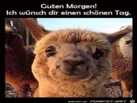 Guten Morgen
