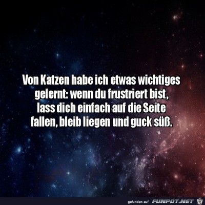 Von-Katzen-gelernt.jpg von Tilo