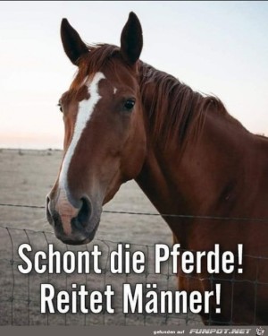 Pferde.jpg auf www.funpot.net
