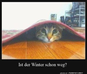 Neugierige-Katze-unter-dem-Teppich.jpg auf www.funpot.net