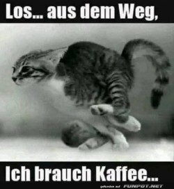 Katzen-Meme:-Ich-brauch-Kaffee!.jpg auf www.funpot.net