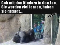 Lustiger Gorilla-Moment im Zoo