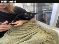 Katzensalon: Zwischen Panik und Pedikre!