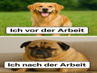 B�ro-Hundewelpen zum m�den M�pschen