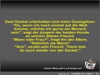 Zwei Dackel unterhalten sich beim Gassigehen