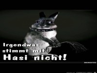 Irgendwas stimmt mit Hasi nicht