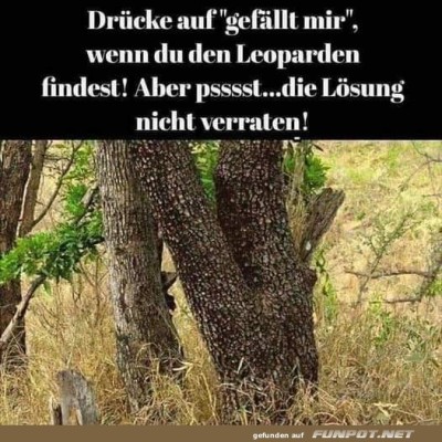 Finde-den-Leoparden.jpg von Vera03