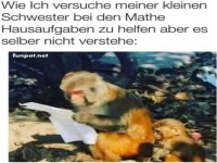 Affe versteht Hausaufgaben nicht