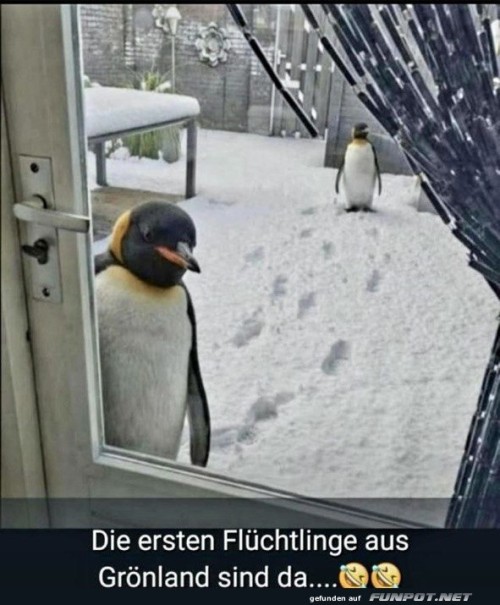 Pinguin-Einwanderung:-Deutsche-Wintergäste.jpg auf www.funpot.net