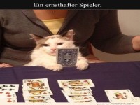 Katzenpoker: Fluffiger Bluffmeister!
