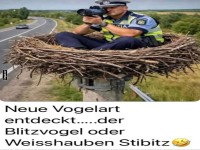 Blitzvogel im Anflug!