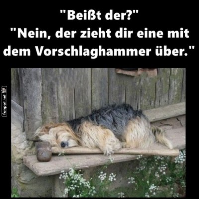 Bei&szlig;t-der?.jpg von Brandon