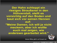 Der Hahn schleppt ein riesiges Straußenei in den Hühnerstall