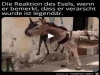 Der Esel